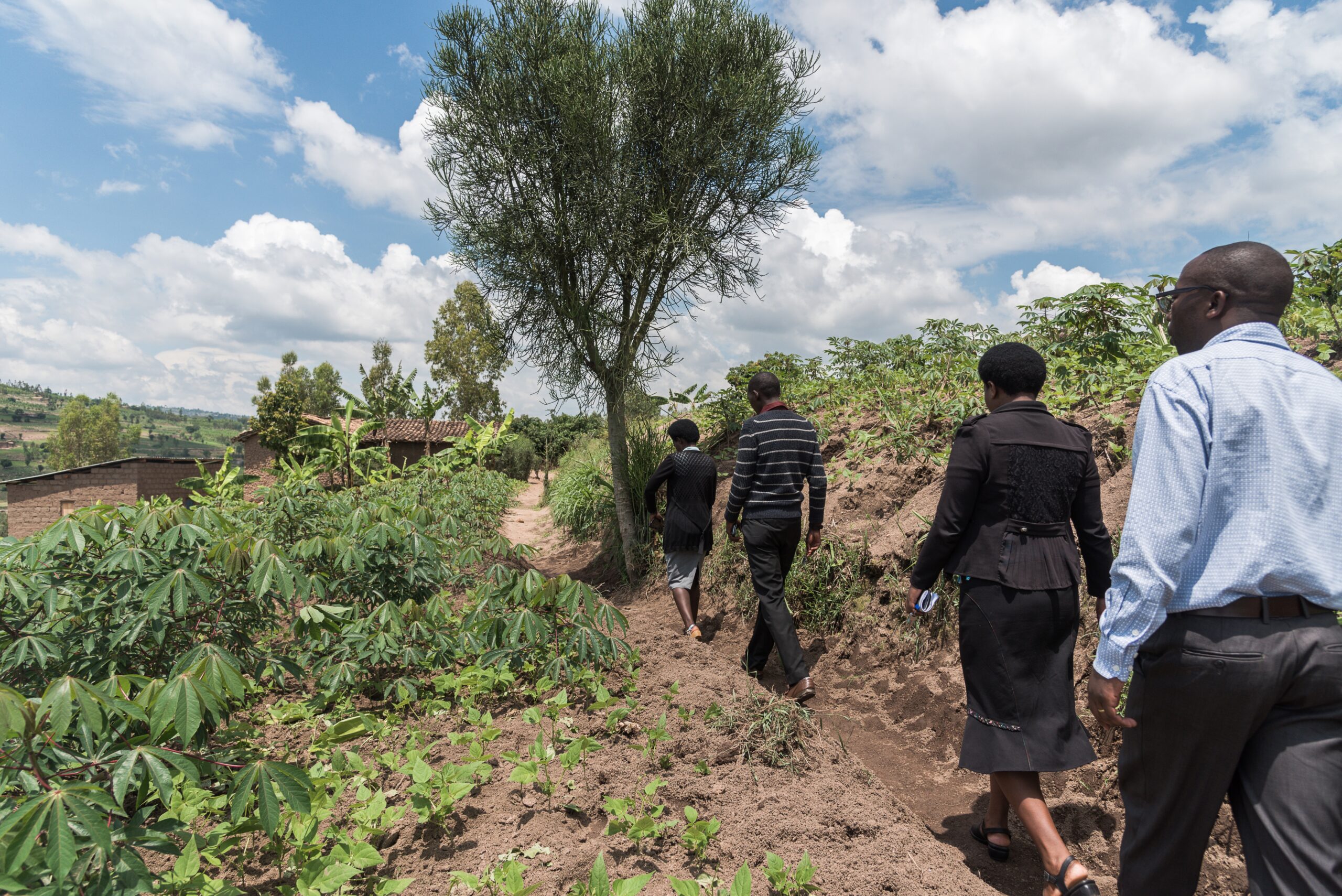 Lopen door plantage in Rwanda