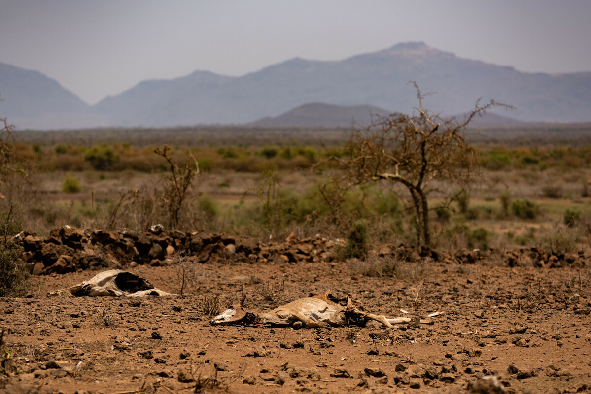 Karkassen van dode koeien in Kenia
